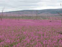 Fireweed